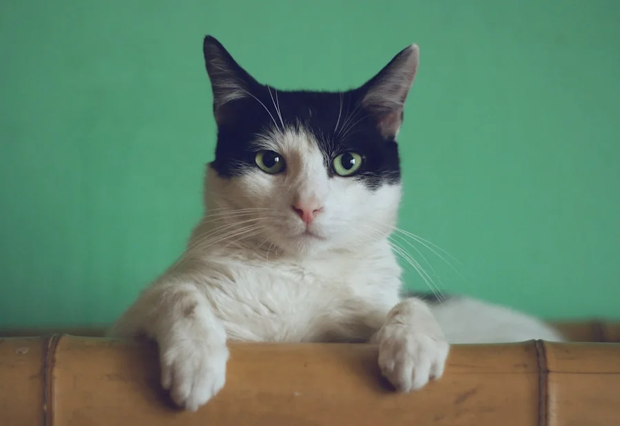 En nyfiken katt som njuter av en lugn stund