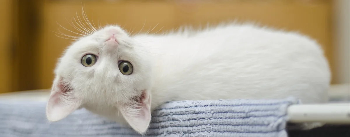 Kattlucka