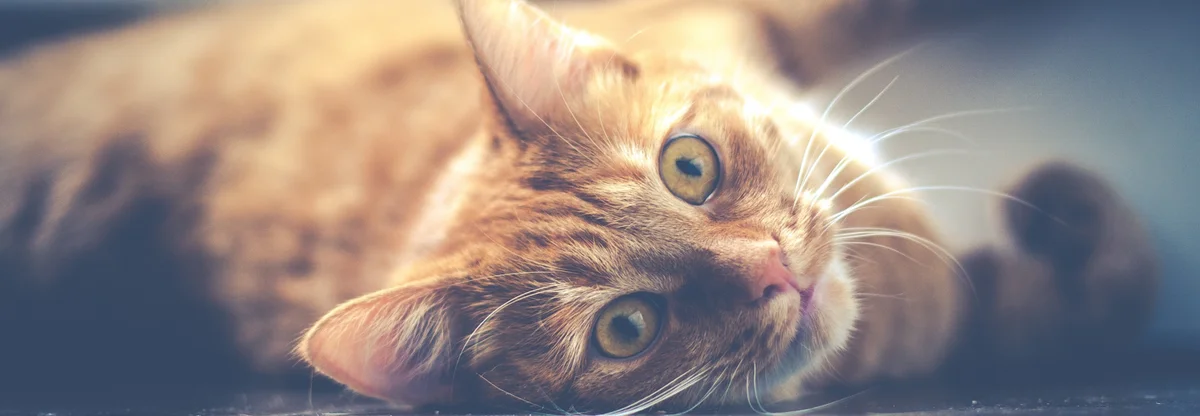 Katt-GPS