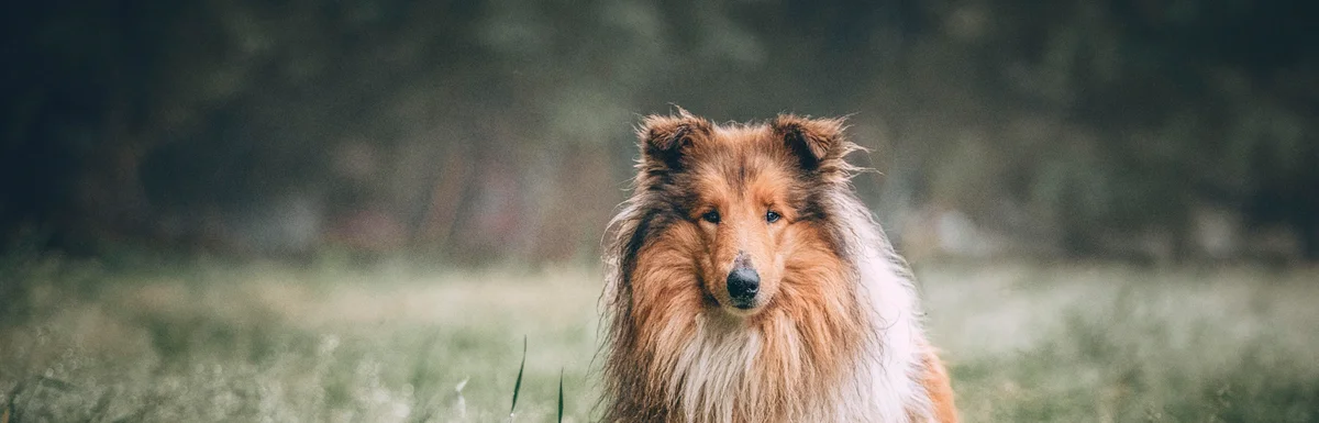 Lugnande till hund